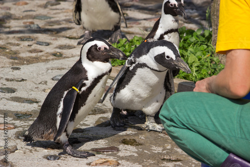 feeding African penguins (Spheniscus demersus)