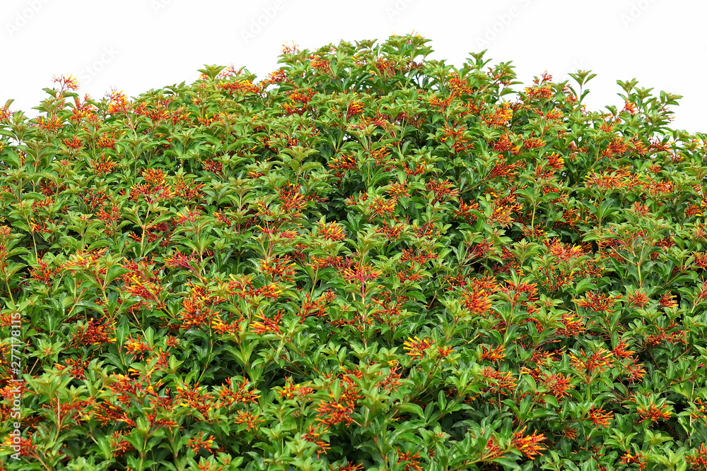 Giant Firebush shrub in full bloom.  Firebush is a native butterfly nectar plant.  