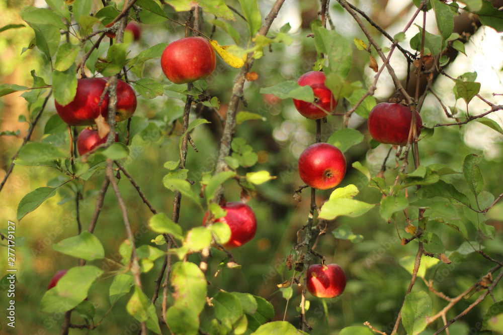 red apples on tree in orchard with sunlights royal gala, fuji, pink lady