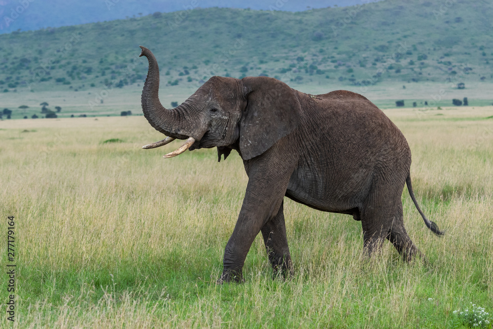 Wild african elephant close up, Botswana, Africa - obrazy, fototapety, plakaty 