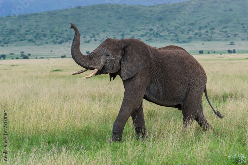 Wild african elephant close up, Botswana, Africa © vaclav