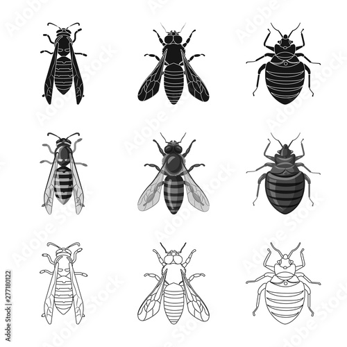 Isolated object of insect and fly icon. Collection of insect and element stock vector illustration. © Svitlana