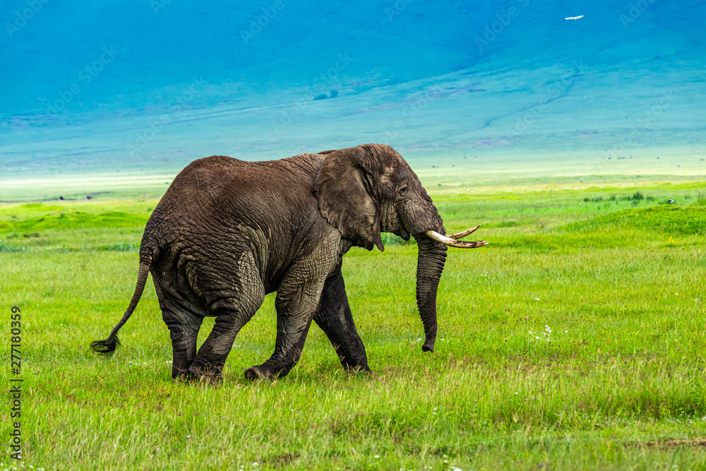 Wild african elephant close up, Botswana, Africa Wild african elephant close up, Botswana, Africa
