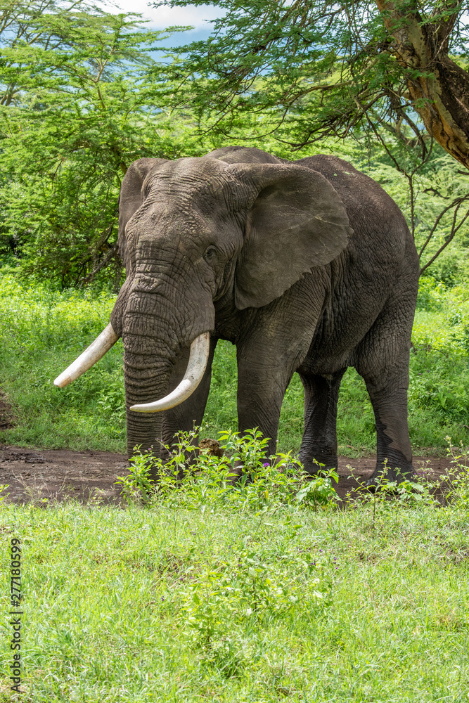 Fototapeta premium Wild african elephant close up, Botswana, Africa