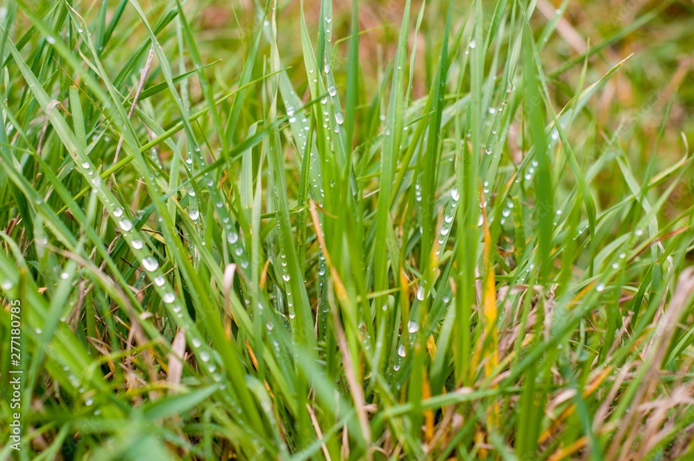 Obraz premium green grass with water drops