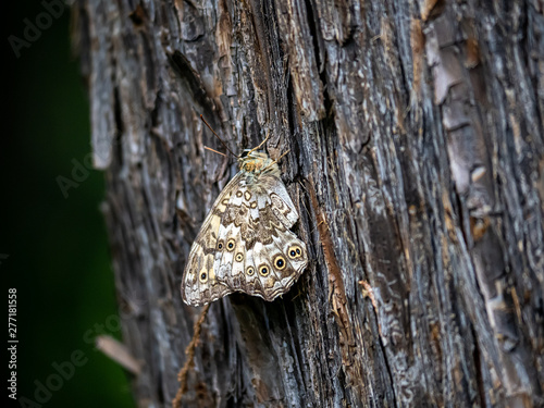 Neope butterfly on a tree