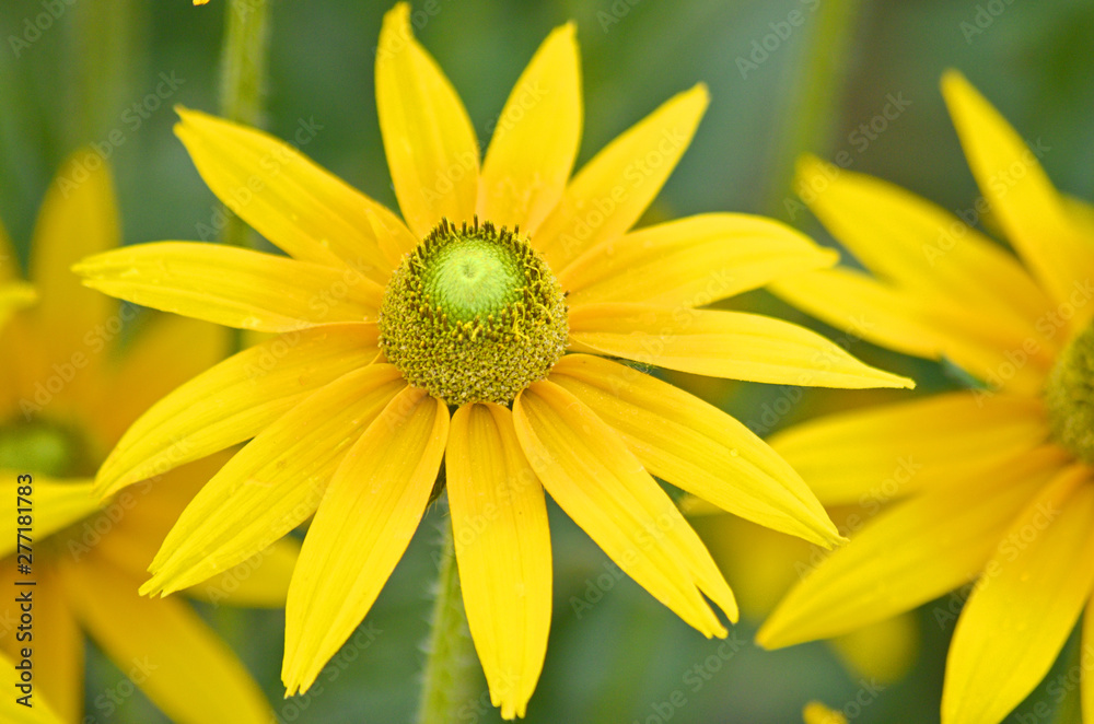 Obraz premium Yellow Chamomile - Doronicum orientale