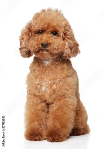 Red Poodle puppy