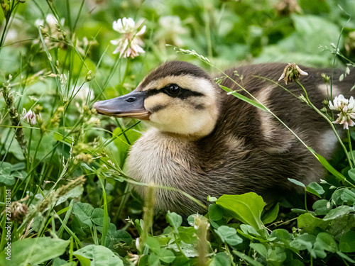 An eastern spotbilled duckling in the grass 2 photo