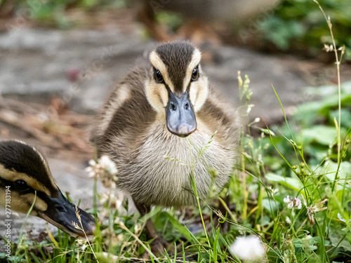 An eastern spotbilled duckling in the grass 3 photo