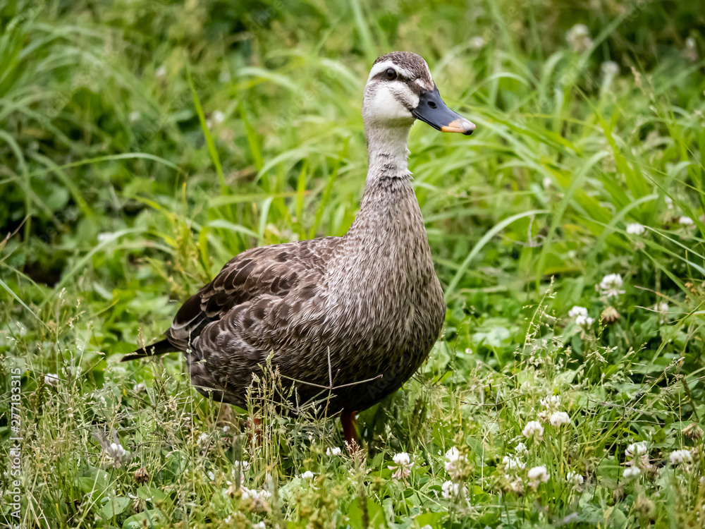 Eastern spotbilled duck in a grassy field 1 Eastern spotbilled duck in a grassy field 1