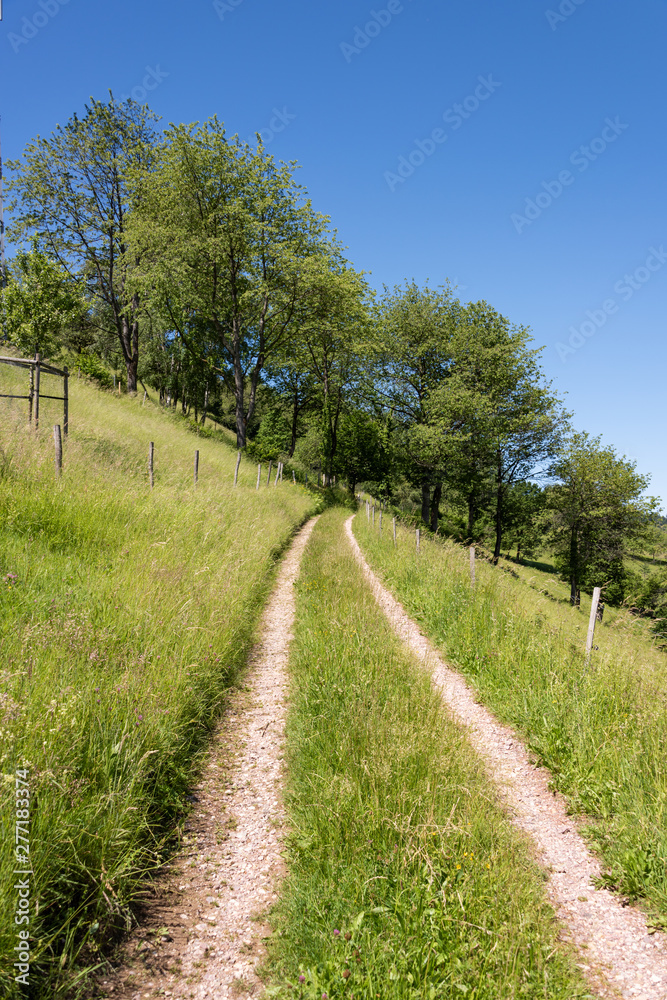 Hiking trails in the landscape by Muenstertal Hiking trails in the landscape by Muenstertal