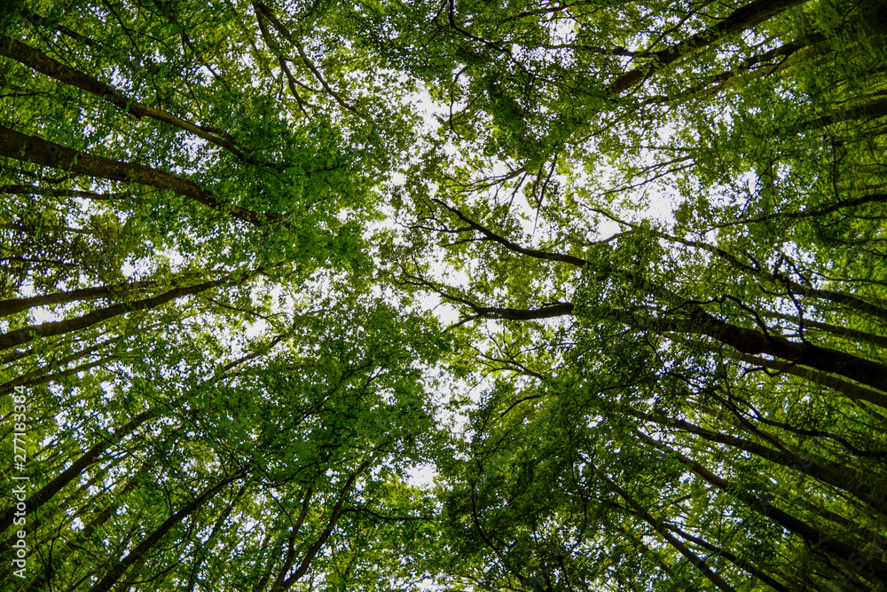 Fototapeta premium Wide angle view of the trees in the forest