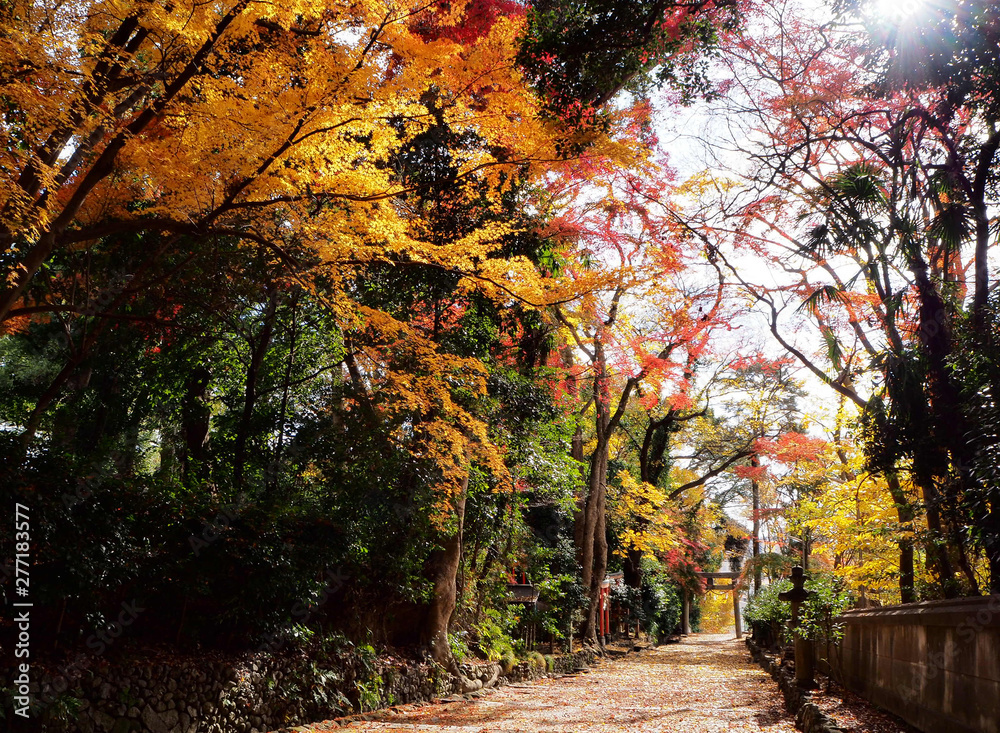 Fototapeta premium 秋の神社の風景