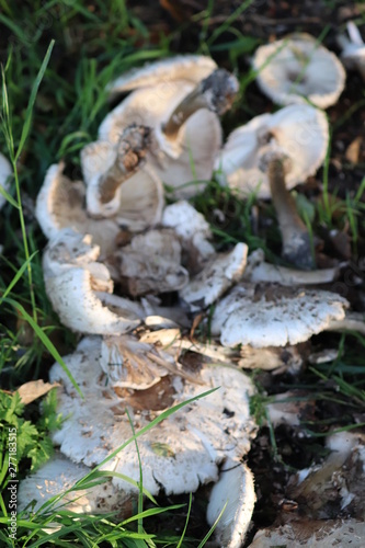 wild mushrooms in grass