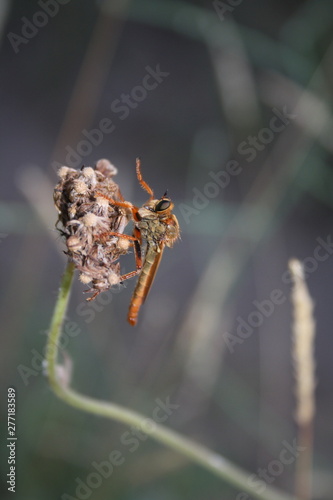 Aggressive fly (asilidae) sits on a dry flower