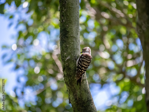 Japanese pygmy woodpecker on a tree 2