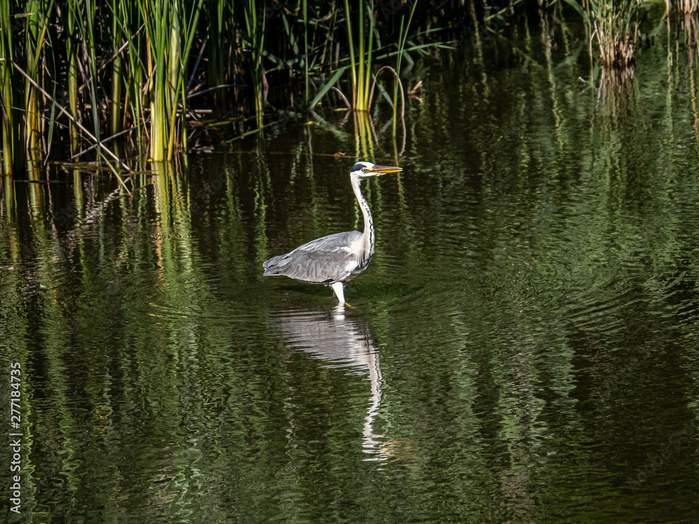 Gray heron wading in a pond 1