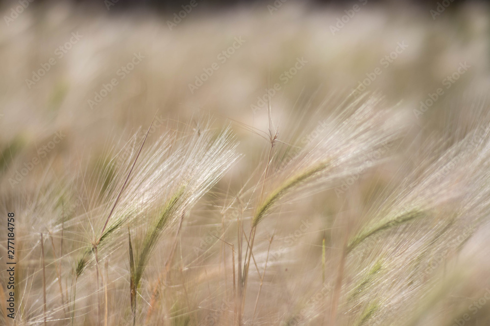 Decorative agriculture plant ears in close-up. The background is blurred. Decorative agriculture plant ears in close-up. The background is blurred.