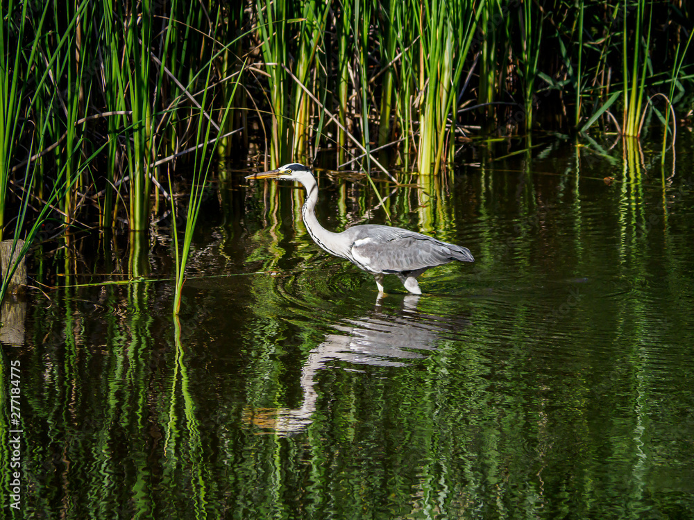 Gray heron wading in a pond 3 Gray heron wading in a pond 3