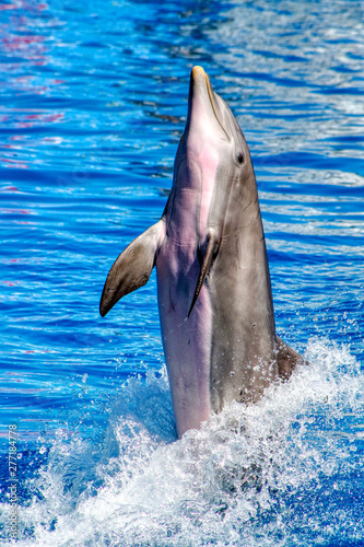 Dolphin dances on blue water