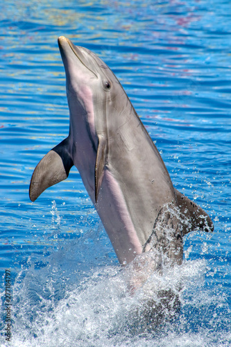 Dolphin dances on blue water