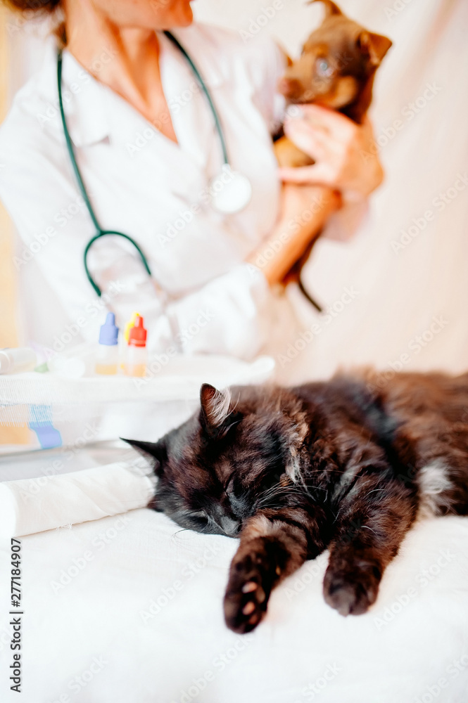 Veterinarian examining ears of a cat while doing checkup at clinic