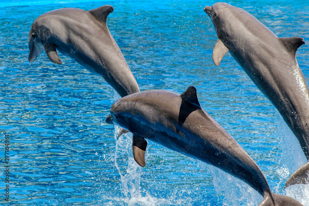 Obraz premium Three dolphins jumping in blue water