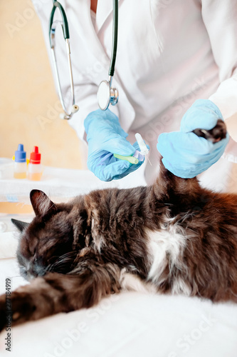 Fototapeta Naklejka Na Ścianę i Meble -  Veterinarian examining ears of a cat while doing checkup at clinic