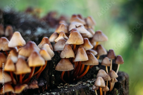 Mycena inclinata mushroom cluster on old rotten stump closeup. A group of brown small mushrooms on a tree on a green background, macro. Inedible mushroom mycena. photo