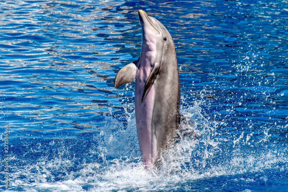 Obraz premium Dolphin dances on blue water