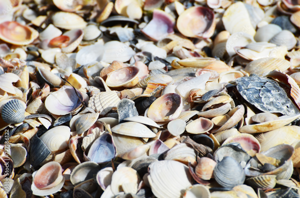 Seashell background,many sea shells close up,summer photo