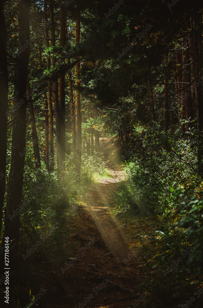 Forest trail with sunlight