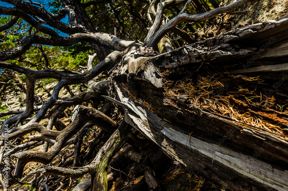 Majestic scary old dried tree landscape sky Majestic scary old dried tree landscape sky