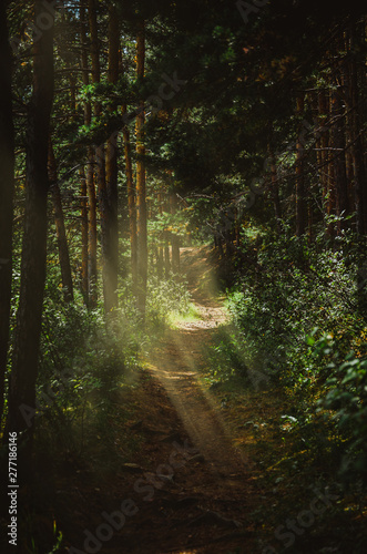 Forest trail with sunlight