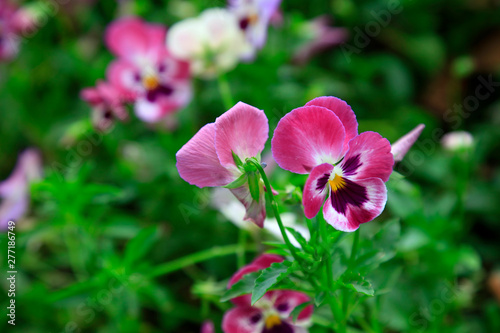 Pansy in the botanical garden