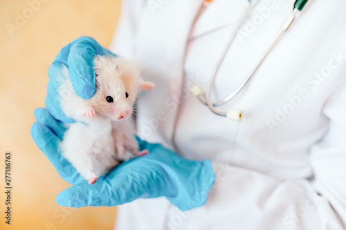 Fototapeta Naklejka Na Ścianę i Meble -  Hands of owner holding cute little hamster. Professional vet doctor diagnosing pet with stethoscope. Animal on examination in vet clinic. Doctor wearing in gloves and uniform.