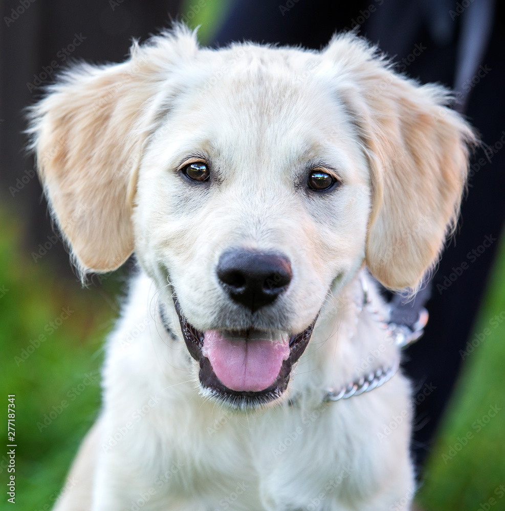 Happy cute golden retriever puppy dog portrait Happy cute golden retriever puppy dog portrait