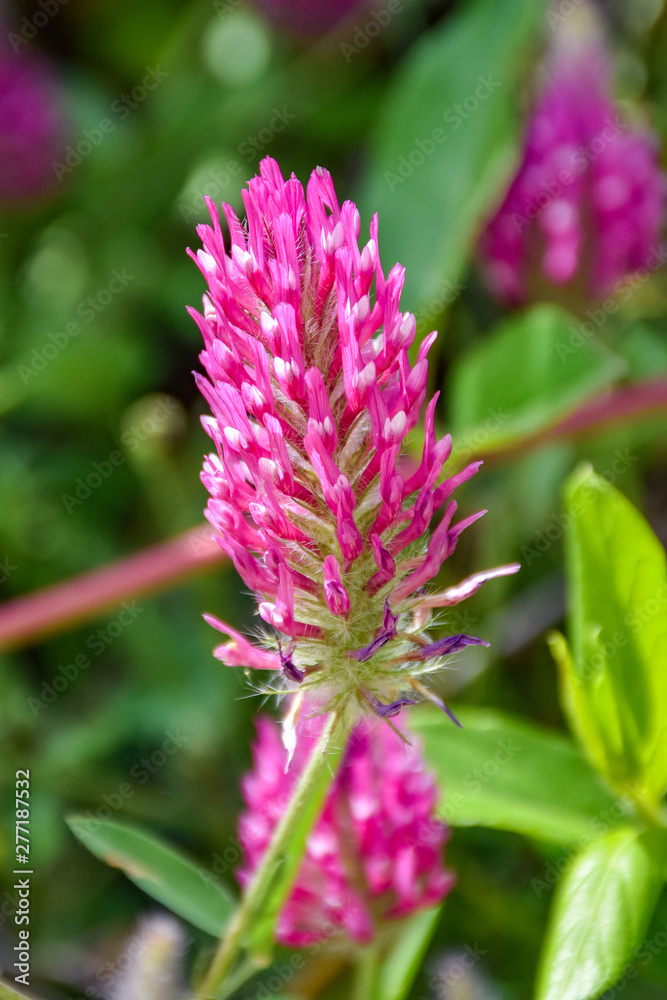 flower in the garden flower in the garden