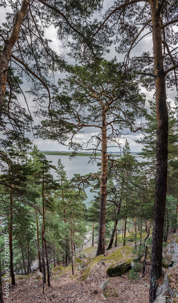 Fototapeta premium Pine forest in the mountains