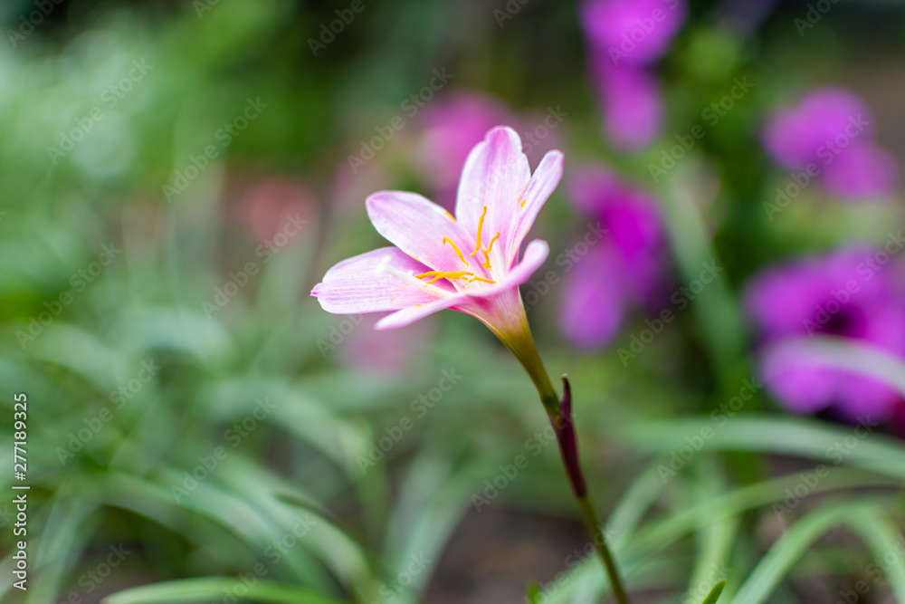 Beautiful purple pink flower close-up in the summer park on green grass slick background