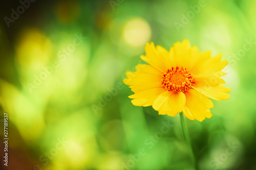 Beautiful single little flo...