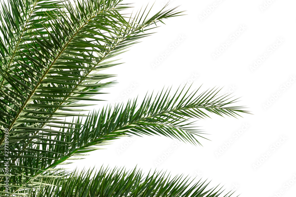 Palm leaves isolated on white background for decor your project. Palm leaves isolated on white background for decor your project.
