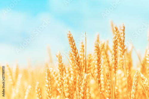 Autumn landscape of wheat field. Beautiful ripe organic ears of wheat during harvest against blue sky.