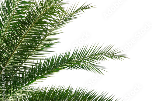  Palm leaves isolated on white background for decor your project.