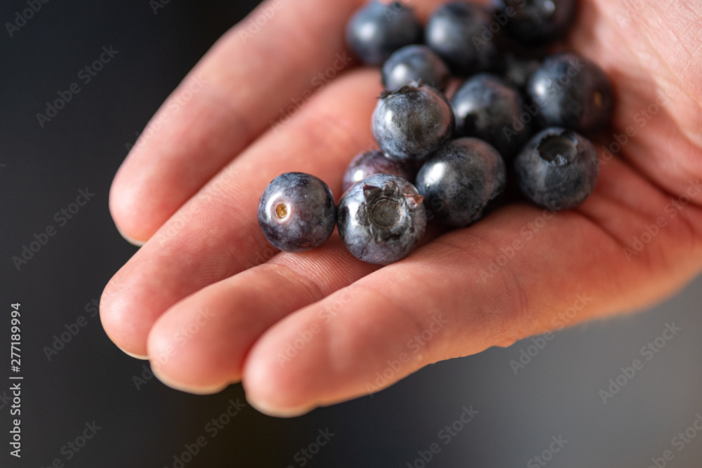 Hand-held bunch of freshly picked blueberries from organic garden as healthy snack Hand-held bunch of freshly picked blueberries from organic garden as healthy snack