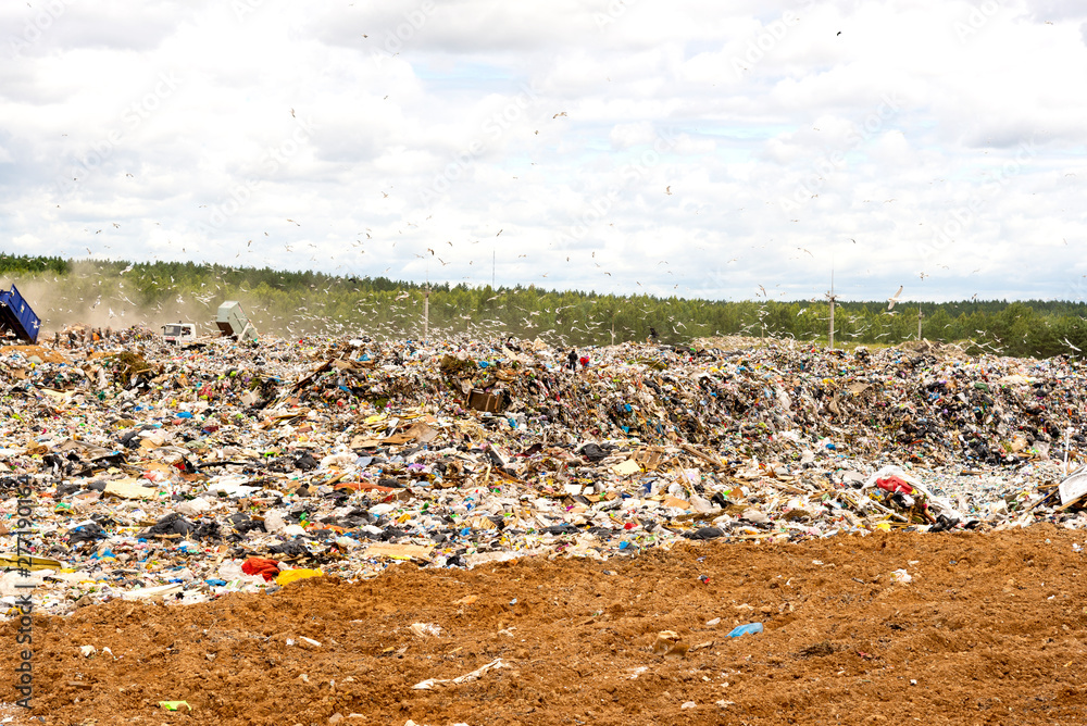 Fototapeta premium Municipal landfill for domestic waste. Trucks unload garbage at the landfill. Gulls fly over the garbage and get food from it