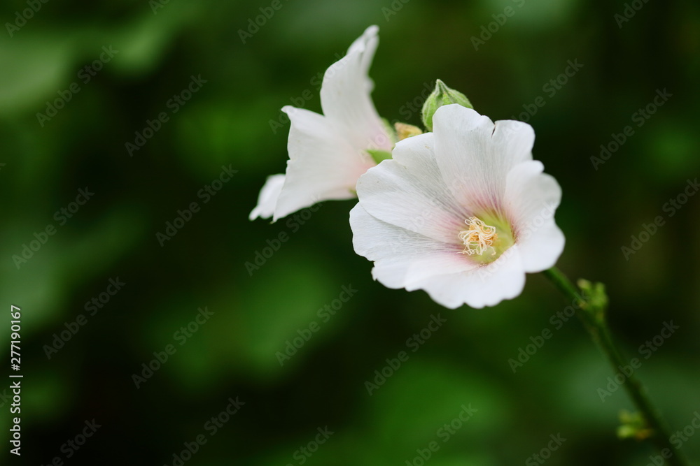 白い花 白い花