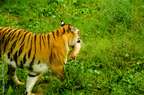 A Tiger gnawing on meat