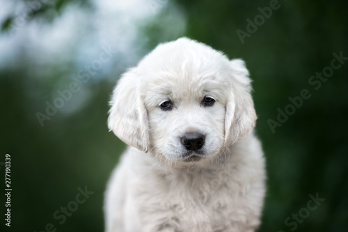 golden retriever puppy portrait outdoors
